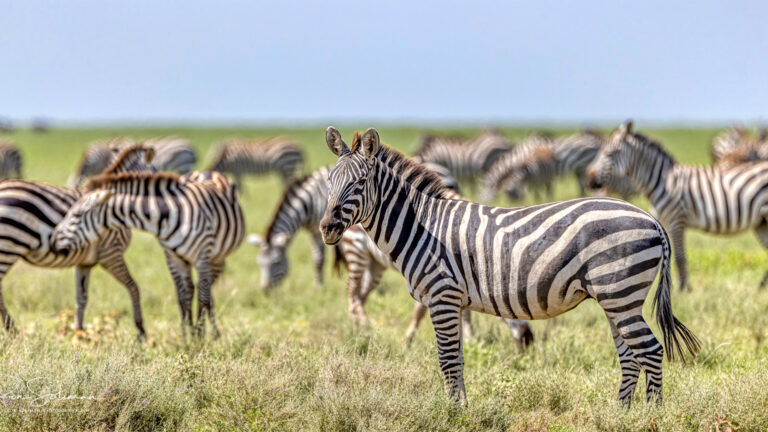 7 Days Wildlife Safari in Tanzania