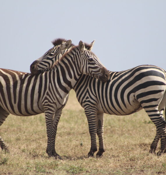 Zebras-in-Serengeti Tanzania Private Guided Safari Advenures