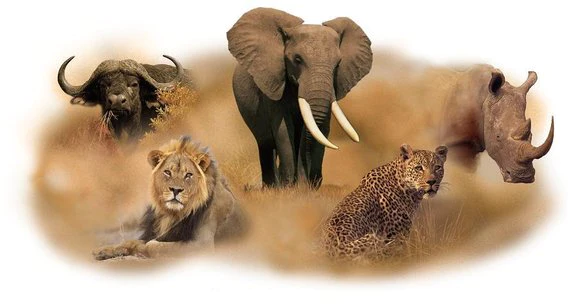 Who Are The Big Five of Tanzania?