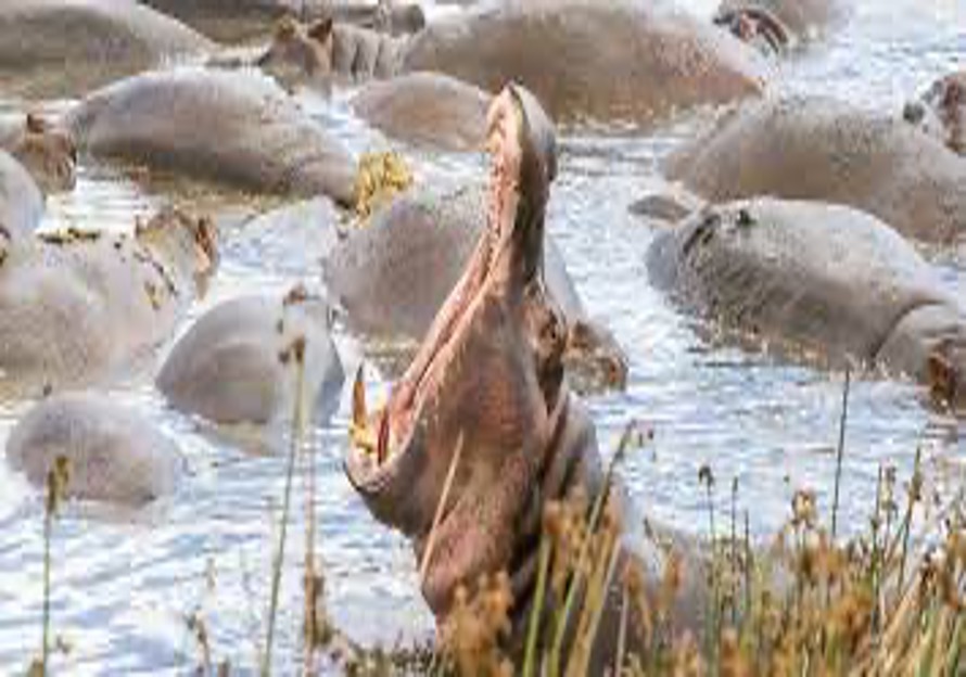 10 Unforgettable Things to See on Your Tanzania Safari.