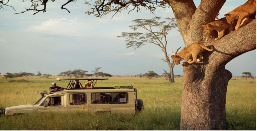Expert Safety Tips for an Unforgettable Safari Adventure in Tanzania.