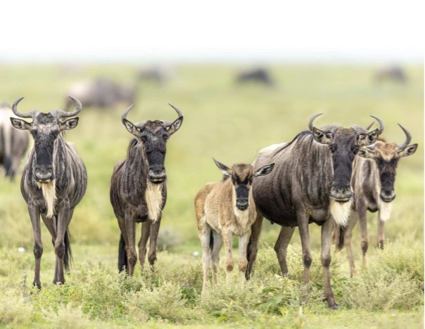 Expert Safety Tips for an Unforgettable Safari Adventure in Tanzania.
