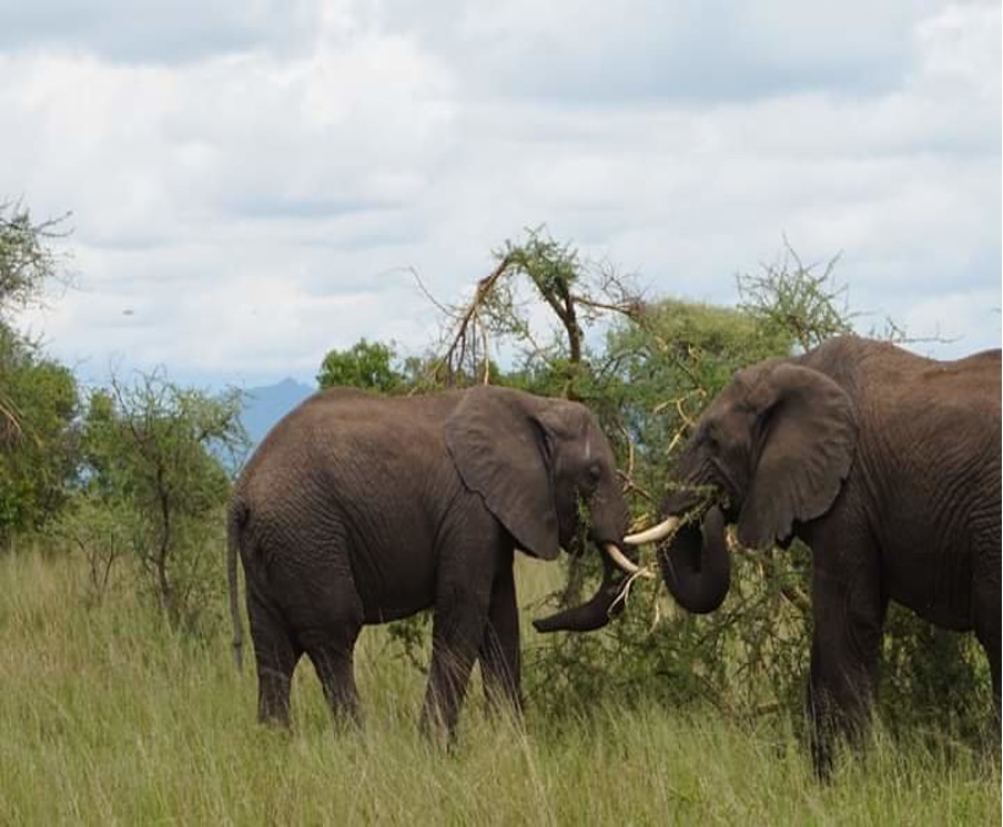 10 Unforgettable Things to See on Your Tanzania Safari.