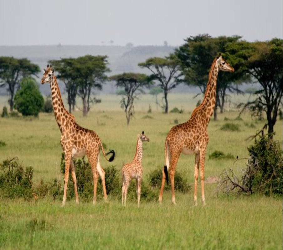 10 Unforgettable Things to See on Your Tanzania Safari.