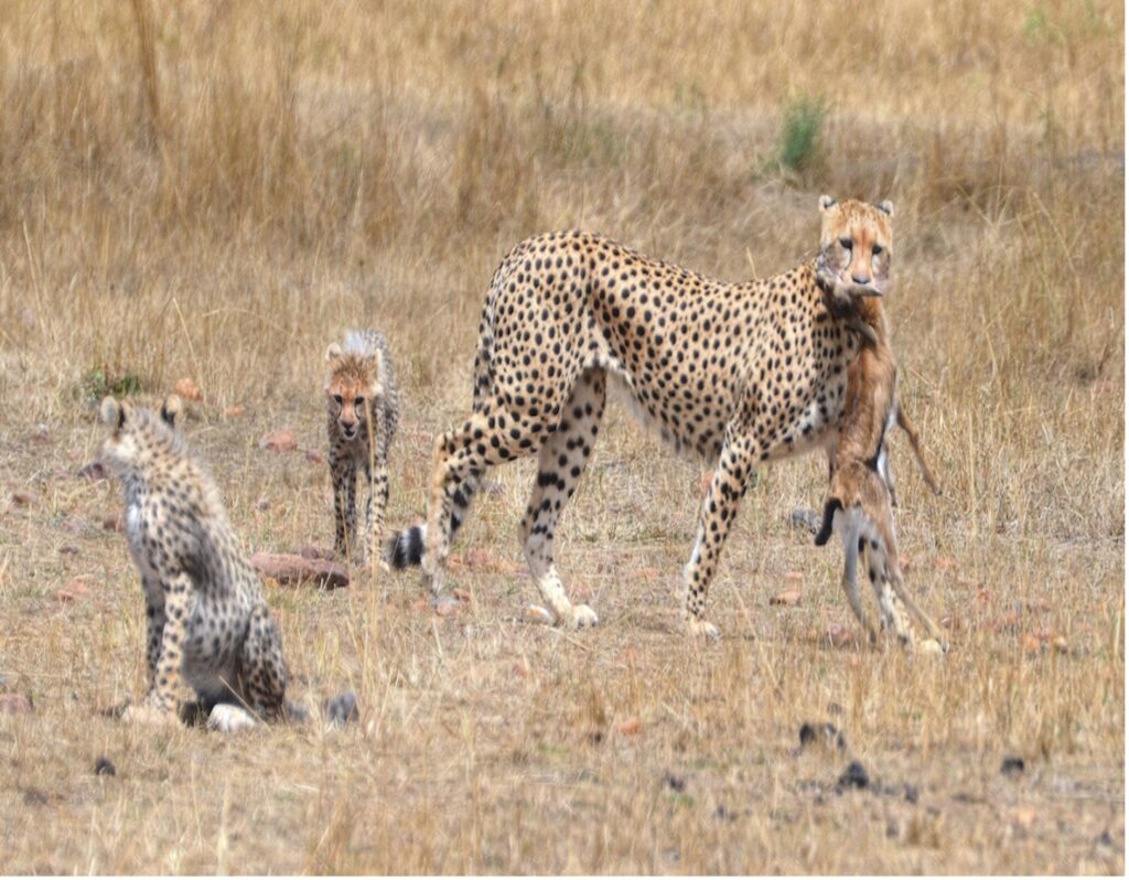 10 Unforgettable Things to See on Your Tanzania Safari.