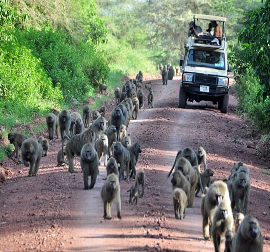 10 Unforgettable Things to See on Your Tanzania Safari.