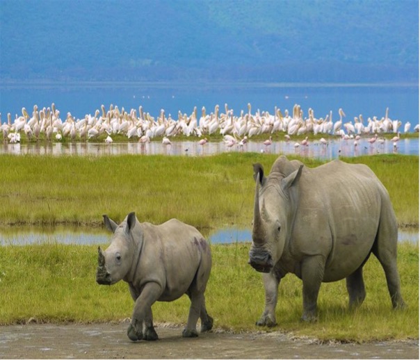 10 Unforgettable Things to See on Your Tanzania Safari.