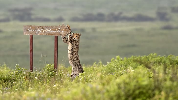 Expert Safety Tips for an Unforgettable Safari Adventure in Tanzania.
