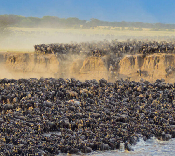 greatmigration greatmigration