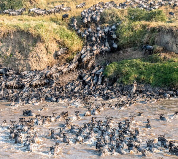 iver-crossing-of-migratin-wildebeest-Serengeti-Tanzania iver-crossing-of-migratin-wildebeest-Serengeti-Tanzania
