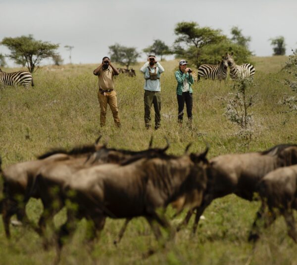 serengeti walking serengeti walking
