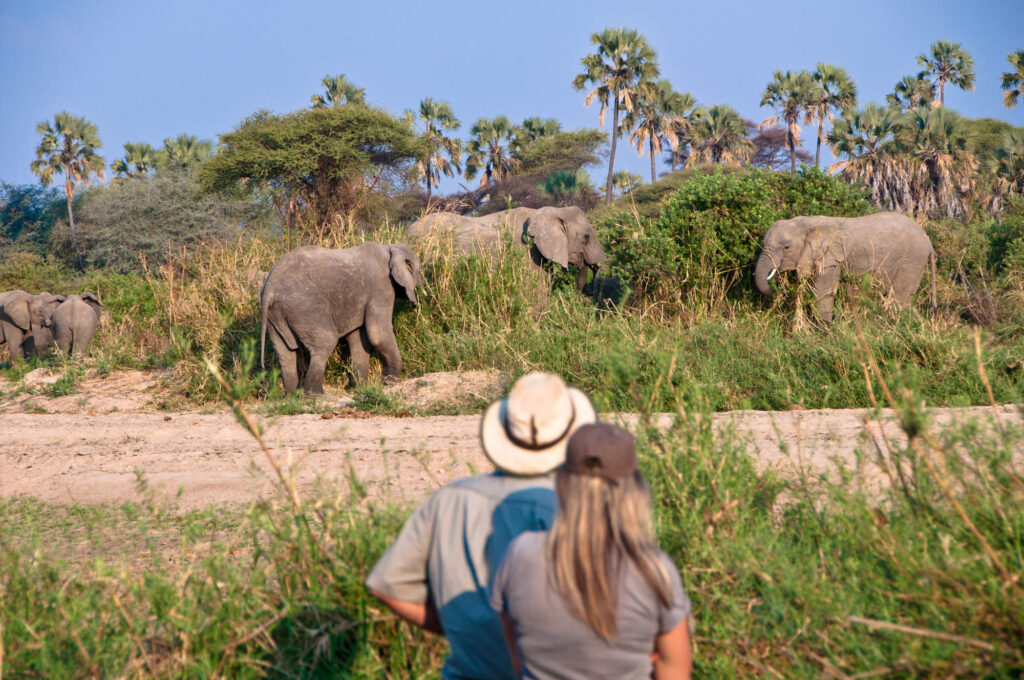 Why a Private Guided Safari in Tanzania Is the Best Way to Explore Africa’s Wilderness