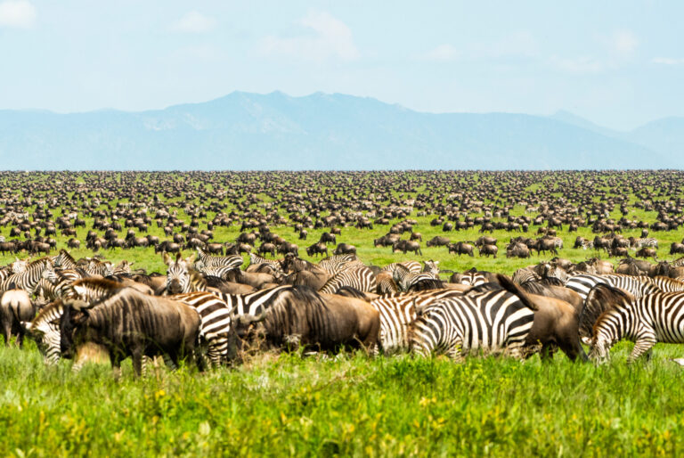 A Guide to the Great Wildebeest Migration in Tanzania