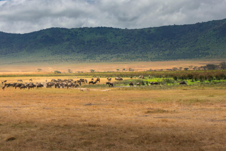 How to Choose the Best Adventure Travel Packages in Tanzania