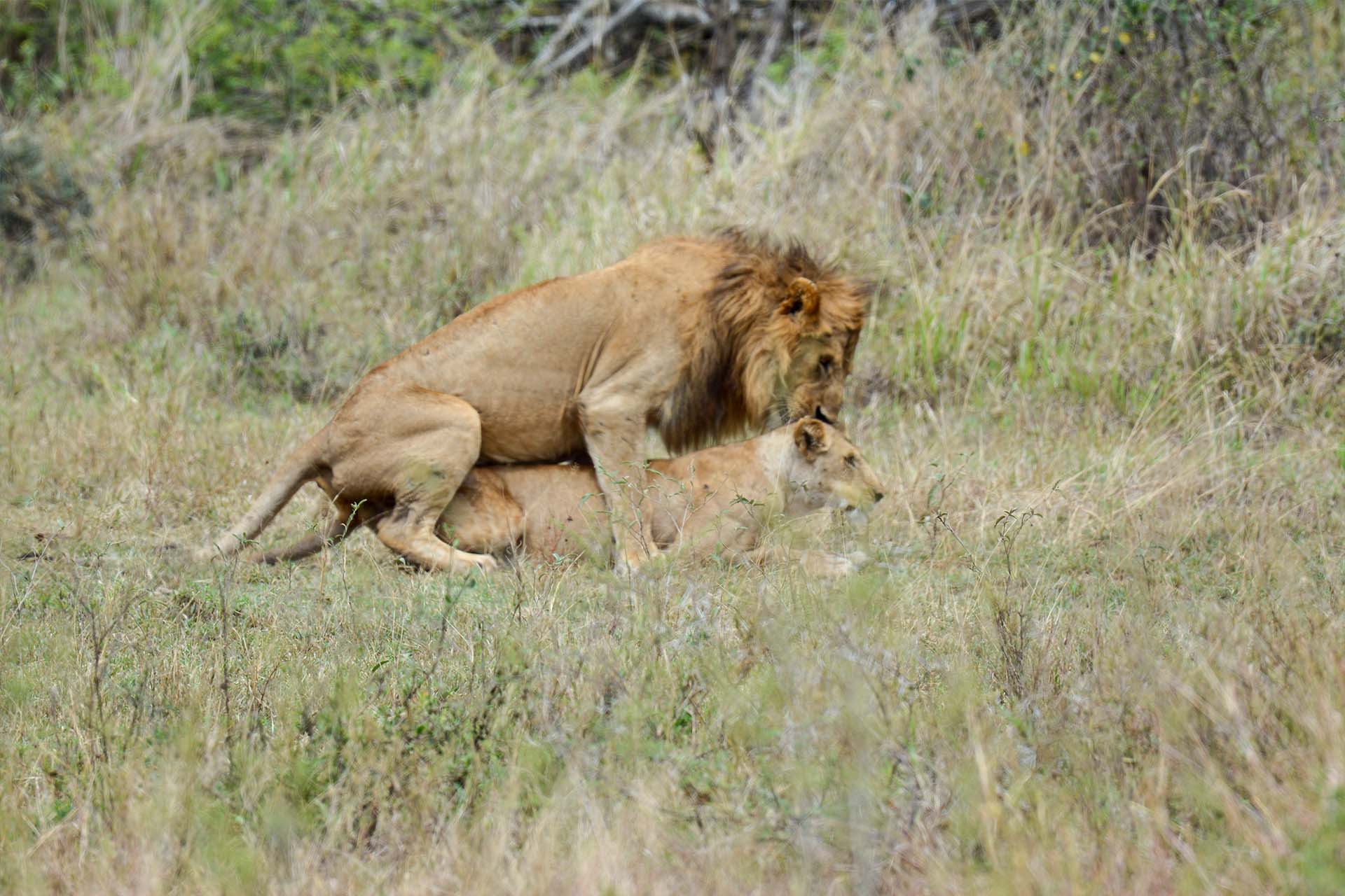 Safari1